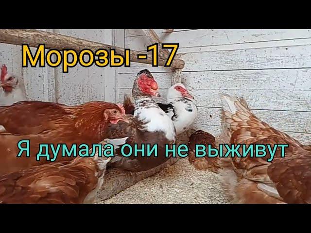 Индоутки в морозы. Я думала они не выживут