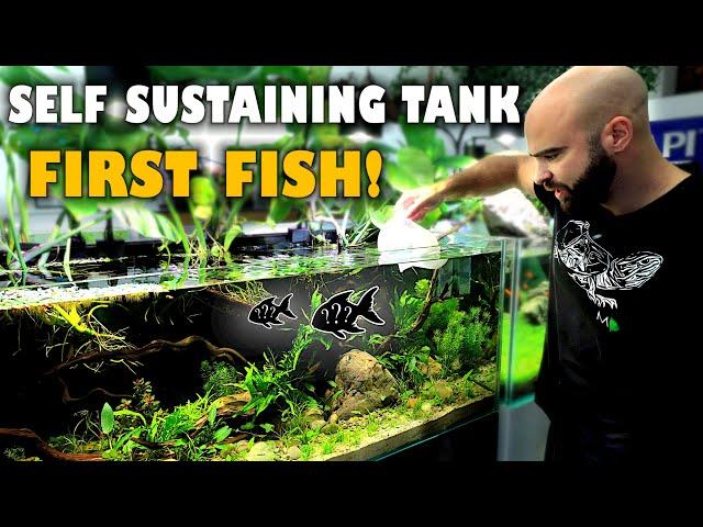 EP6 FIRST FISH! Self Sustaining Tank: no water changes, no cleaning, no filter