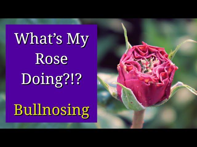 Bullnosing and Proliferation in Roses