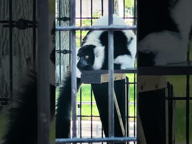 Lemur || Лемур #shorts #lemur #animals #zoo #шортс #лемур #животные #зоопарк
