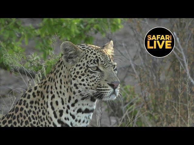 safariLIVE - Sunset Safari - May 28, 2019