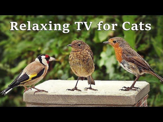 Calming TV for Cats : Cat TV - My Garden Birds - Relaxing Nature Music for Cats to Sleep