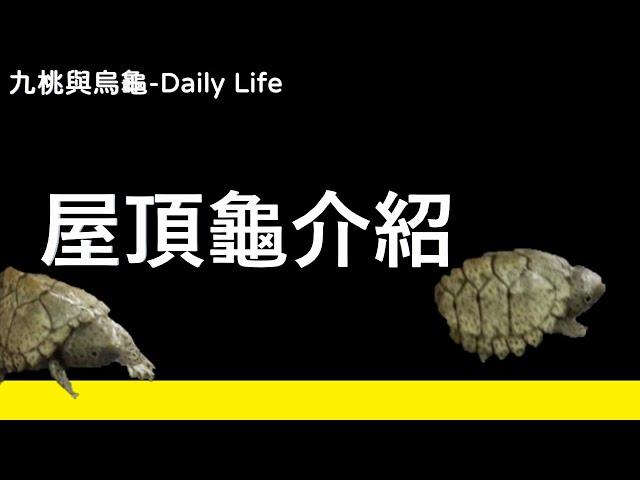 屋頂龜介紹【九桃來介紹爬蟲《Reptiles》】