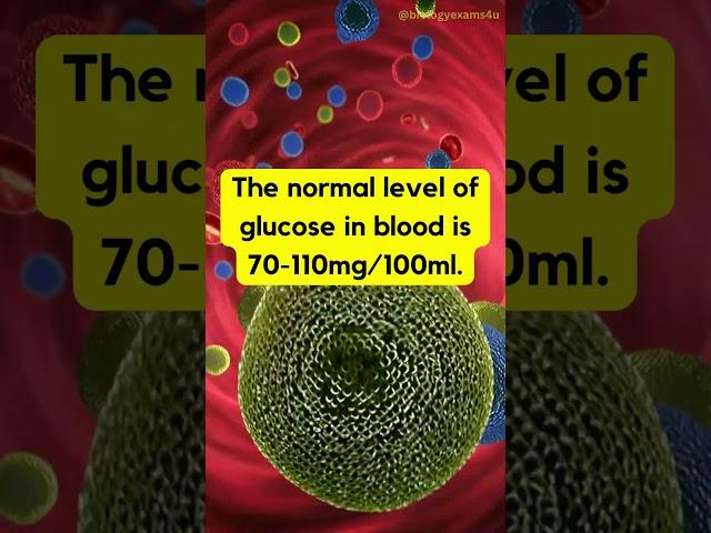 Pancreas | Insulin and Glucagon | Endocrine System