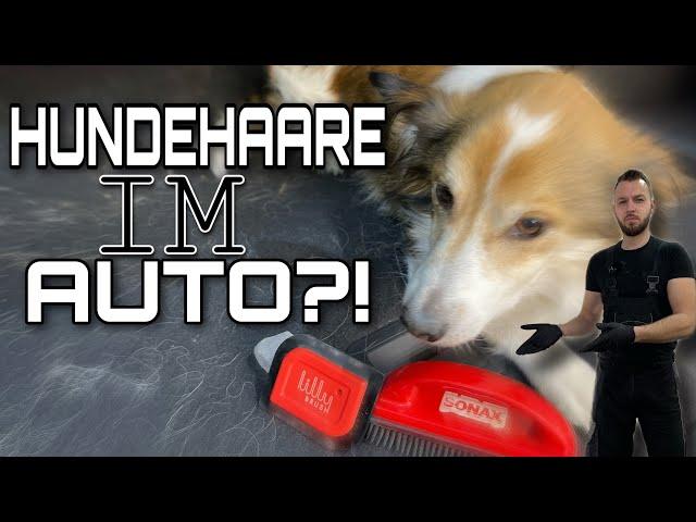 3 Methoden um HUNDEHAARE im AUTO schnell und effektiv zu entfernen| Lilly Brush, Bimsstein, Bürste