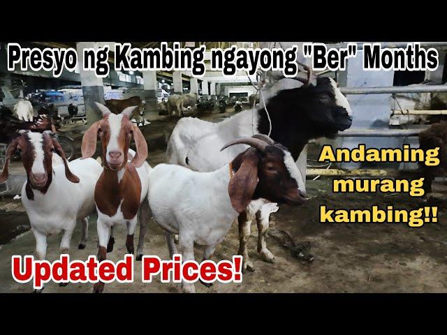 September 6, 2024 Presyo ng Kambing sa Padre Garcia Batangas Livestock Auction