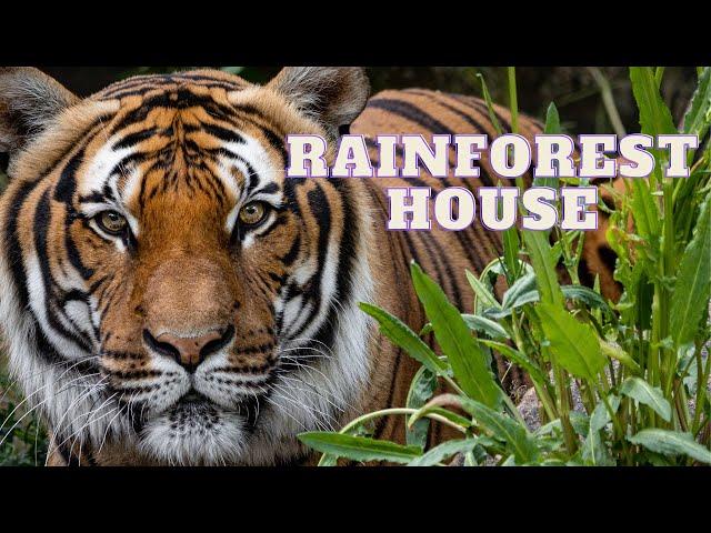 Tour of the Rainforest House at Tierpark Berlin