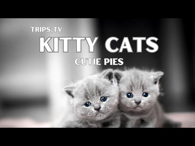 Kitty Cats - Funny Felines - Trips TV