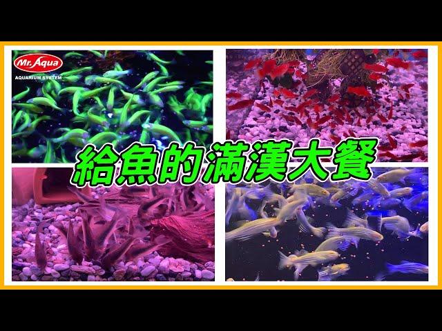 TROPICAL燈科 孔雀魚滿漢全餐