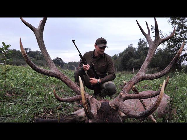 Rothirsch Jagd in der Brunft - Jagdkrone