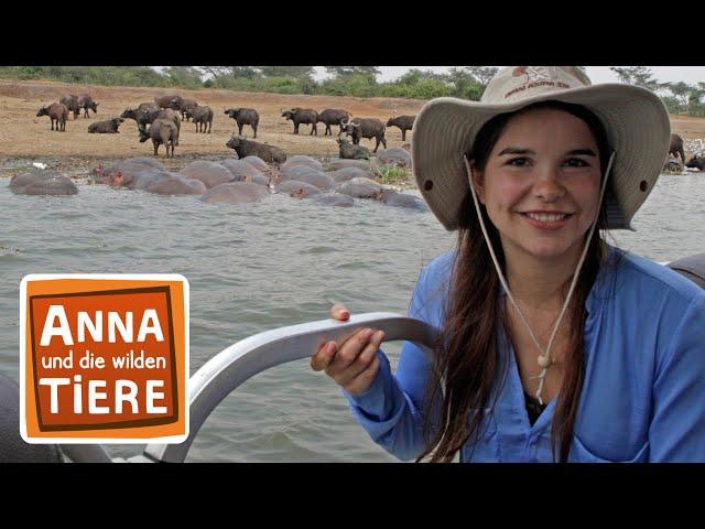 Ein Fluss voller Flusspferde | Reportage für Kinder | Anna und die wilden Tiere