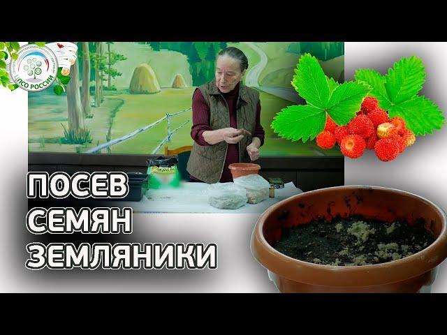 Как сеять землянику. Посев семян земляники на рассаду.