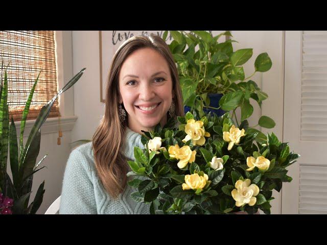 Gardenia Care Indoors // How to care for the gardenia inside with Northlawn Flower Farms