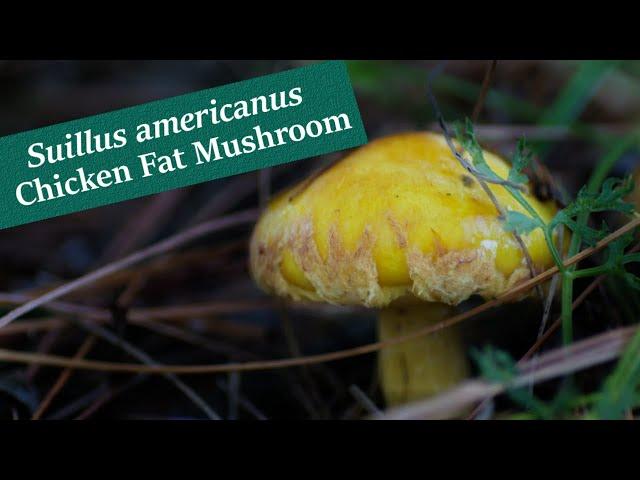 Suillus americanus - Edible Yellow Slime Mushroom