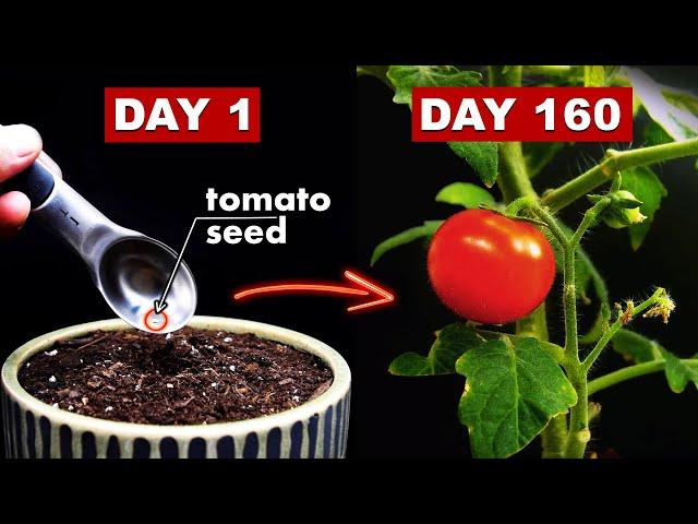 Growing TOMATOES  From Seed - 160 Days Time Lapse