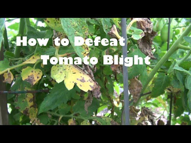 How to Defeat Tomato Blight