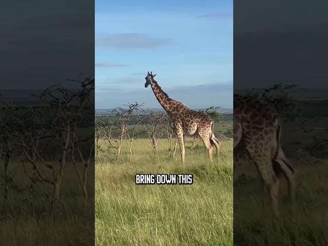 Giraffe vs. lions #wildlife