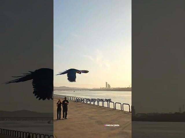 잠원한강공원에 날아다니는 앵무새? #앵무새