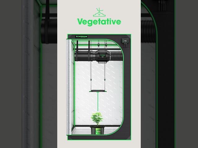 What's the ideal VIVOSUN seedling-to-LED light distance?  #gardener