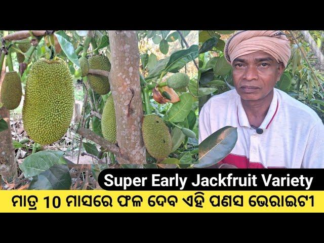 Best Grafted Jackfruit Variety for early production in Odisha। Rabi Organic Farming