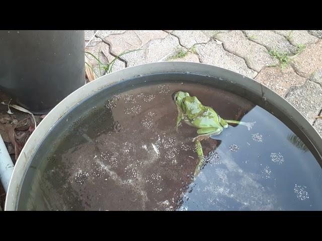 Green Tree Frogs breeding & laying eggs.