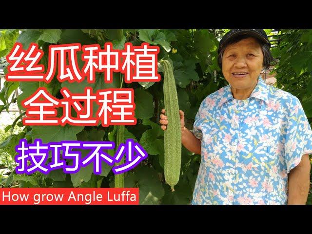 如何种植丝瓜 | 为什么丝瓜长叶不长瓜 | 怎样判断采收的时机| 怎样令丝瓜高产 | How to grow Angled Luffa