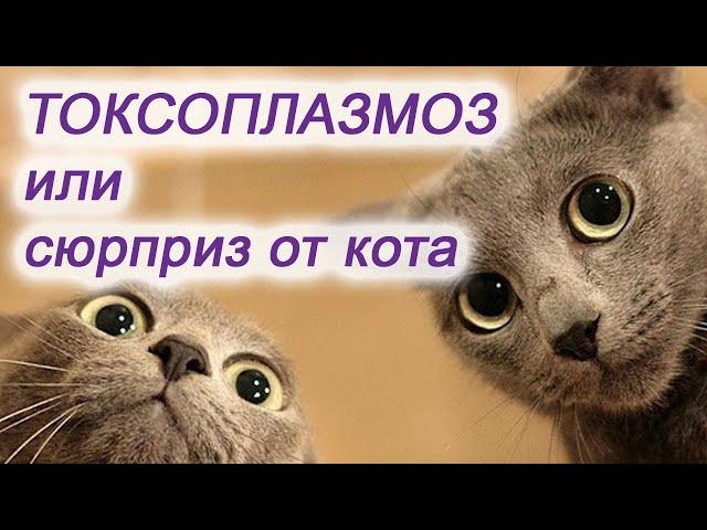 Токсоплазмоз или сюрприз от кота / Другая медицина / Доктор Черепанов