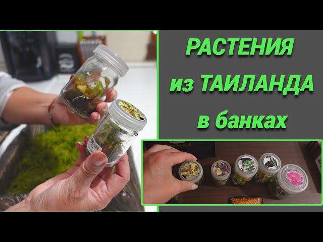 Привезла растения из Таиланда в банках. Получила посылку с Авито.