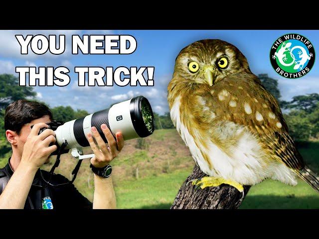 Learn this Simple Trick to PREDICT Bird Biology! | Birding in Ecuador