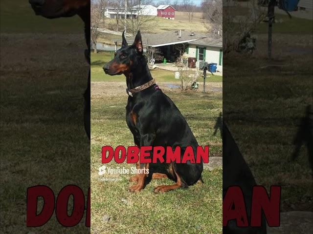 The Dog Episode : 71 | Dog Facts 101 | BOXERMAN | Boxer X Doberman |