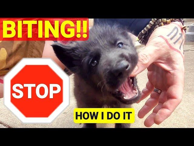 Stop Your Puppy from Biting You!! - How I Do it