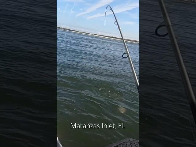 Free bait! #fishing #fishingmethods #florida #kayak #kayakfishing #mangrovesnapper #snapper #mullet