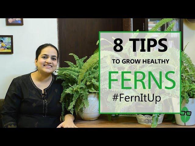 8 Tips for Growing Healthy Ferns | Indoor plants | Fern care | Gardening Tips