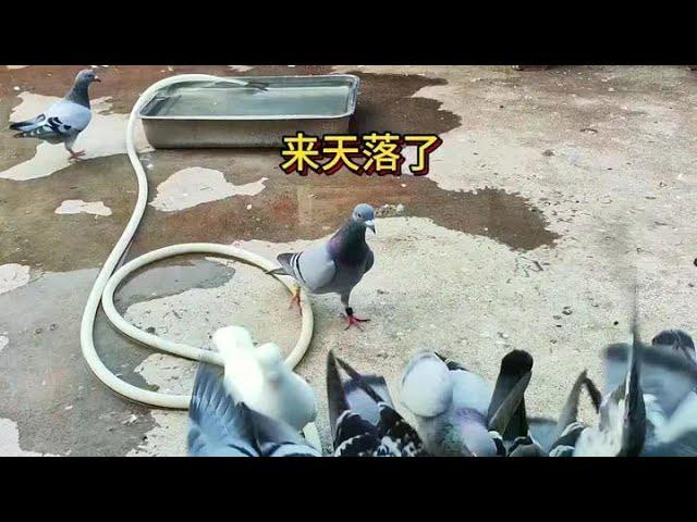 It's been a long time since the sky has fallen. What wind is blowing today? A carrier pigeon racing
