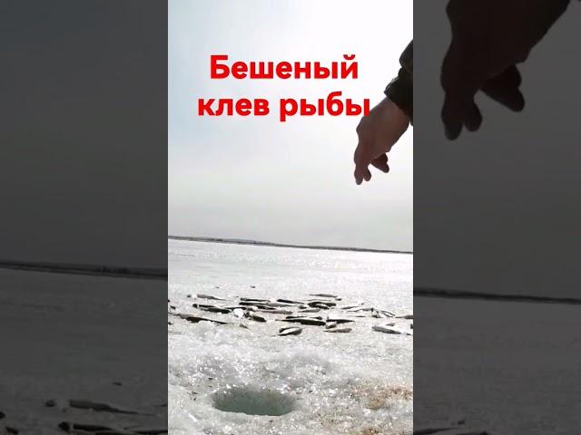 Бешеный клев #shorts