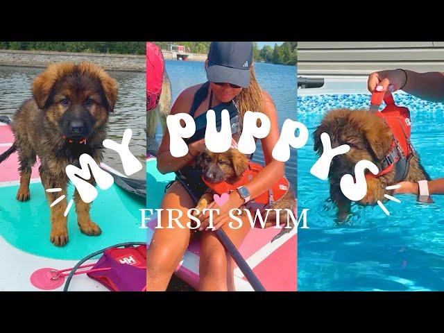 German Shepherd Puppy's First Swim 