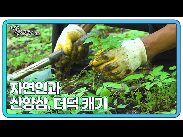 실한 대물 찾아 요리조리~ 자연인이 애지중지 키운 산양삼과 향긋한 더덕 캐기!! MBN 240717 방송