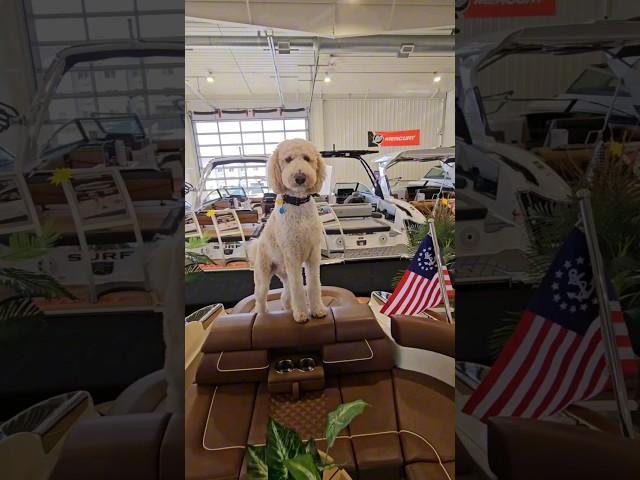 #short #shorts #poodle #boatdog #fyp A must see!