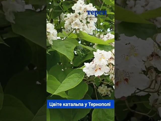 Цвіте катальпа у Тернополі