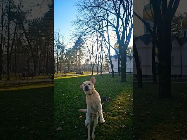 Labrador Troy  #лабрадортрой #лабрадор #labrador