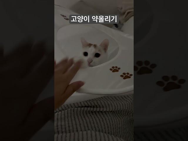 고양이 약올리기 #cat #고양이 #귀여운 #코리안숏헤어 #cute #cutecat #아기고양이 #개인기 #냥냥펀치