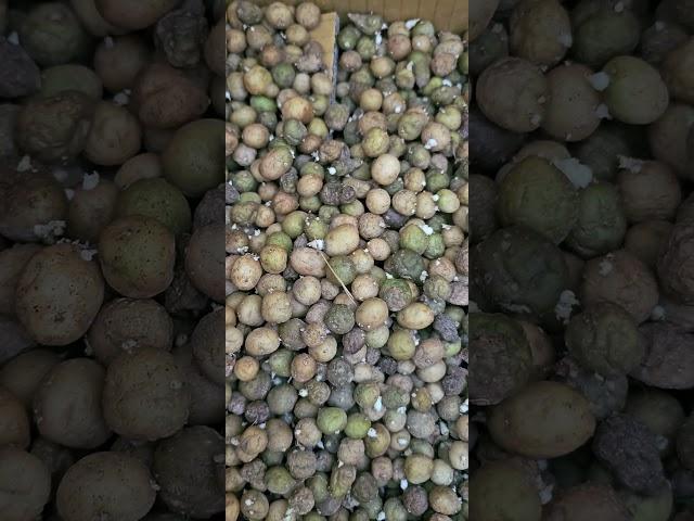 #micropotato #임영석감자연구소 #감자연구소 #K-potatolab #seedpotatoes #microtubers