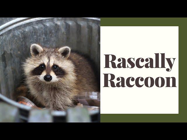 That Rascally Raccoon