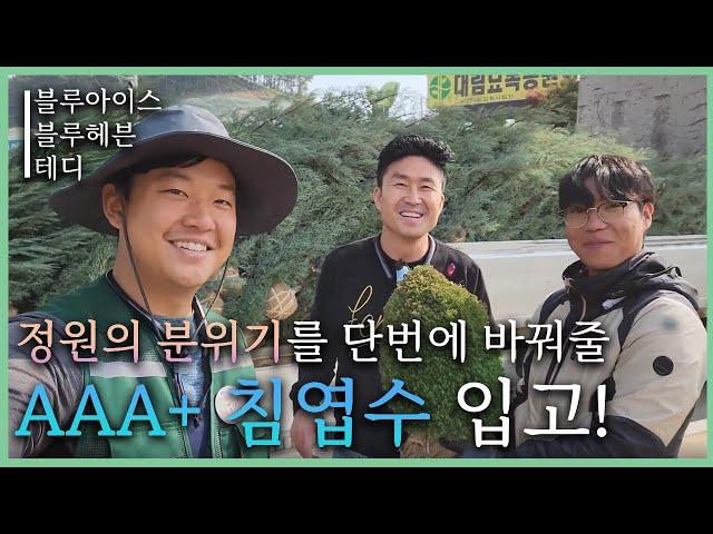 겨울정원을 빛내줄 AAA+최상급 침엽수 입고 [JB가든센터_대림묘목농원]