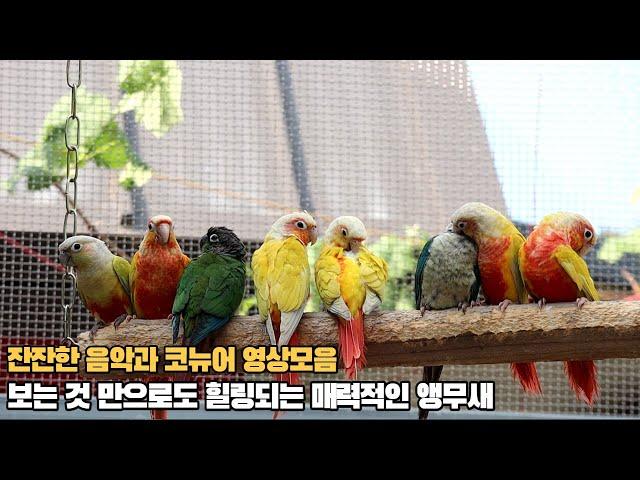 코뉴어앵무새에게 틀어주시면 안정감을 주는 영상 #conureparrot sound #birds #birdsounds