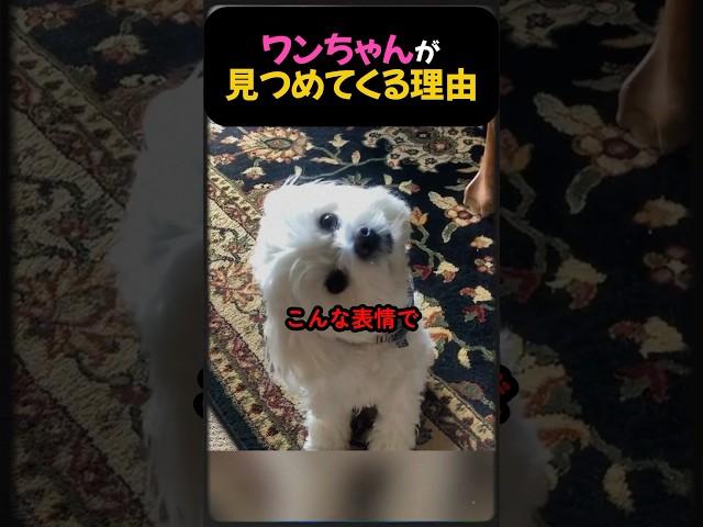ワンちゃんが見つめてくる理由。