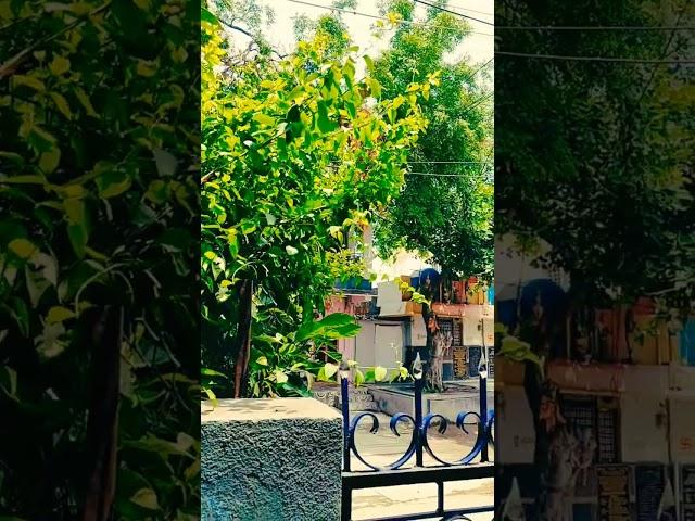 nature sound#kuhu kuhu sound#kuku#Breeze#music