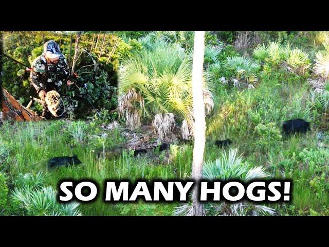 FLORIDA PUBLIC LAND HUNTING: A Day in the woods with Swamp N Stomp