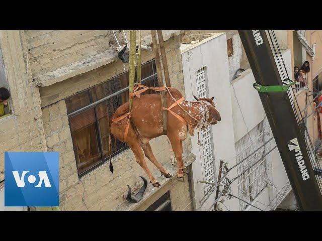 Cows Hoisted From Rooftop Ahead of Eid al-Adha in Pakistan