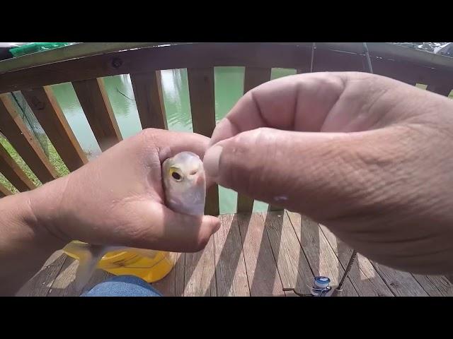 How to catch gizzard shad on hook & line